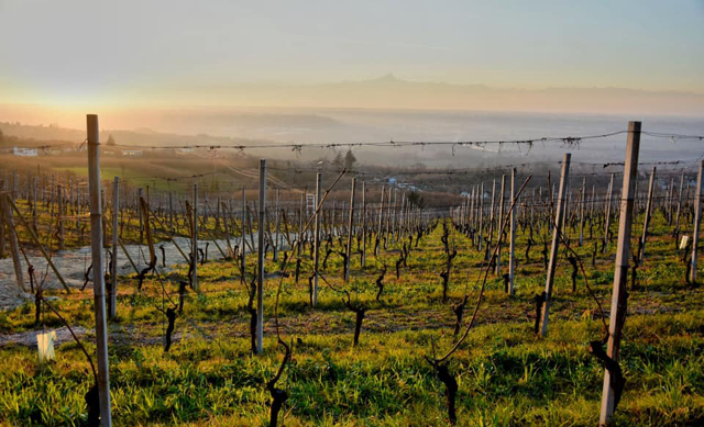 Sikke en Barolo!<br>Spar 100 kr.<br>på Cru Bussia